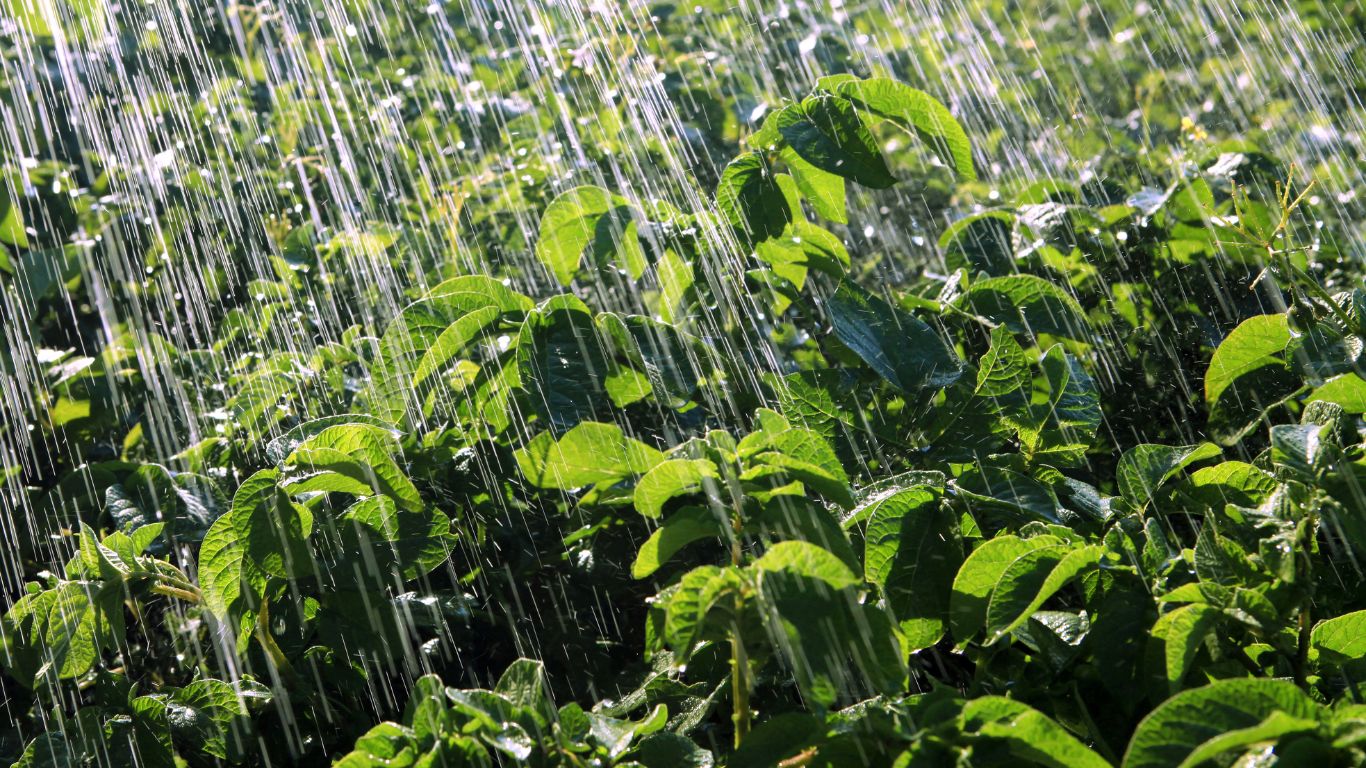 raining on the fields